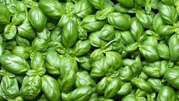 pesto -pastificiomarcello